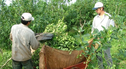 Crisis yerbatera: La peor cosecha en cinco años