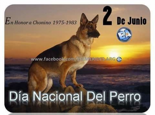 2 de junio: Día Nacional del perro