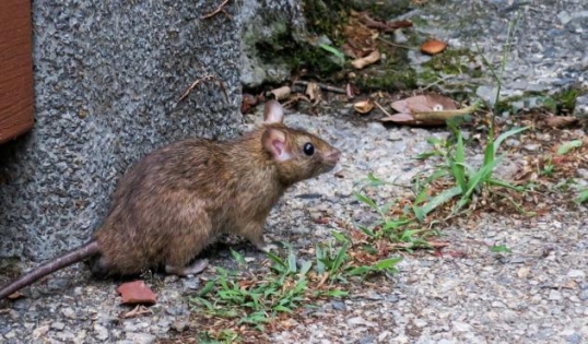 Confirman la muerte de una mujer de Epuyén por Hantavirus