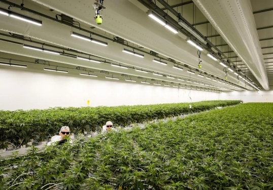 Países Bajos: Se inicia una nueva fase en la venta de cannabis legal en cafeterías